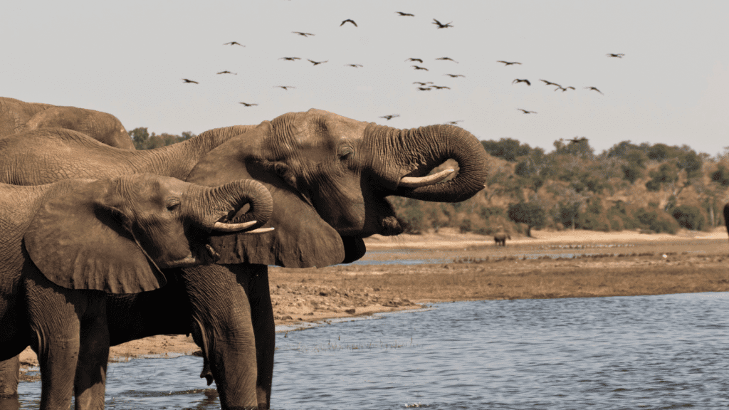  CHOBE EN MOREMI - Elephant