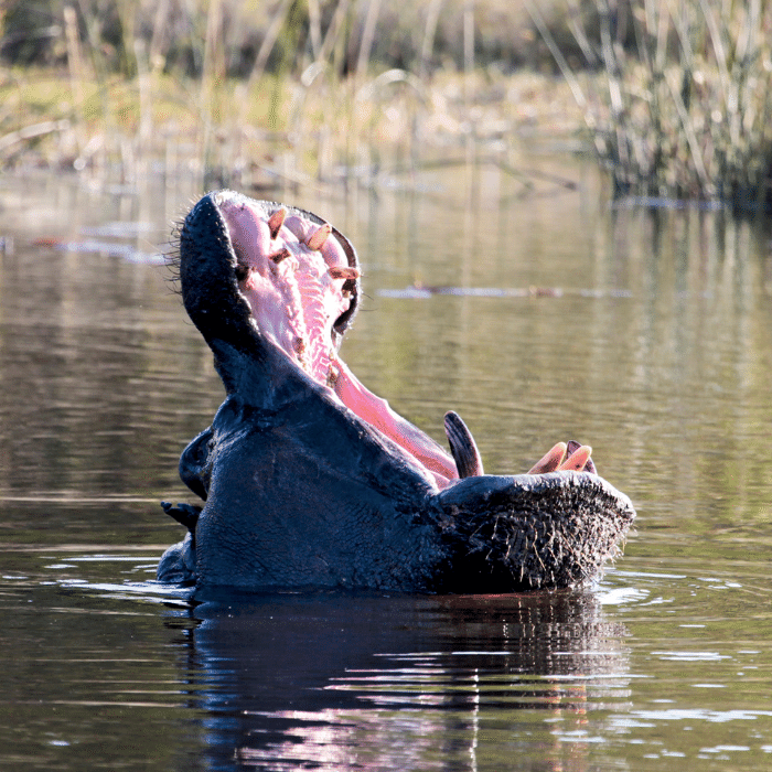 , Unbounded Namibia Safaris &amp; tours