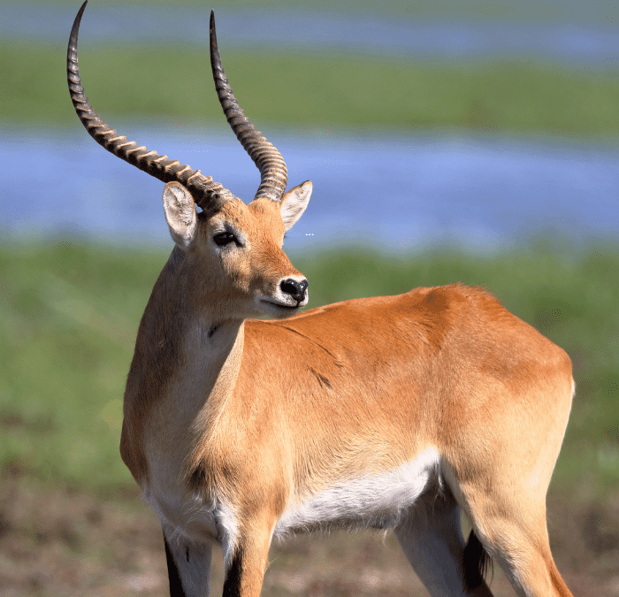 Colourful visitors at Zambezi Mubala Lodge and Camp